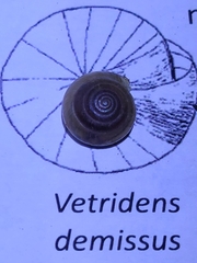 Ventridens demissus