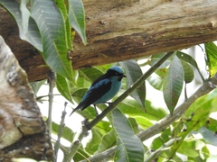 Dacnis hartlaubi