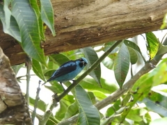 Dacnis hartlaubi