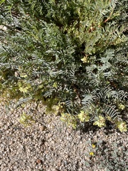 Astragalus douglasii