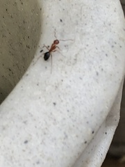 Camponotus decipiens