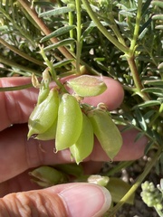 Astragalus douglasii