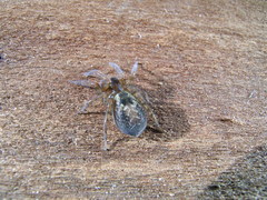 Amaurobius fenestralis