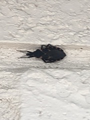 Triatoma sanguisuga
