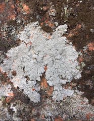 Pertusaria corallina