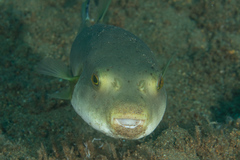 Arothron immaculatus