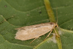 Pseudatemelia subochreella