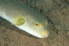 Arothron immaculatus