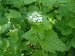Alliaria petiolata