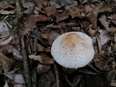 Macrolepiota zeyheri
