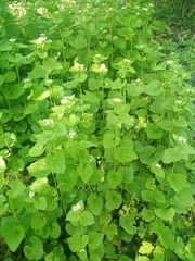 Alliaria petiolata