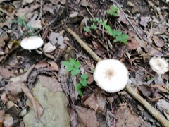 Macrolepiota zeyheri