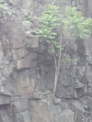 Ailanthus altissima