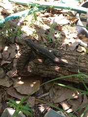 Sceloporus olivaceus