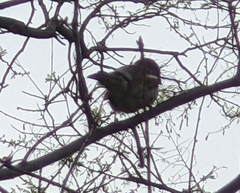 Passer domesticus