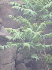 Ailanthus altissima