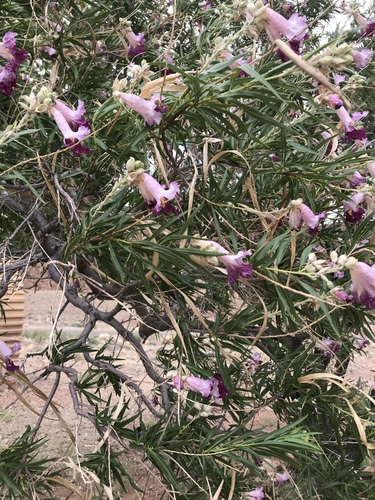 Chilopsis linearis
