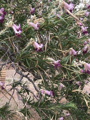 Chilopsis linearis arcuata