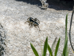 Aelurillus luctuosus