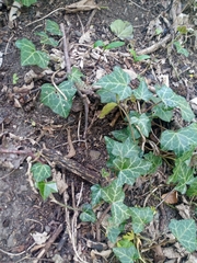 Hedera helix