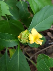 Barleria crossandriformis