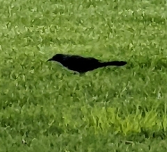 Quiscalus quiscula