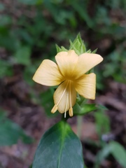 Barleria crossandriformis