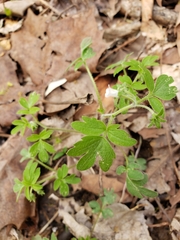 Phacelia ranunculacea