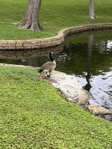 Canada Goose photographed in Texas