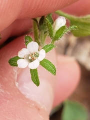 Phacelia ranunculacea