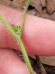 Phacelia ranunculacea