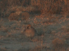 Tympanuchus pallidicinctus