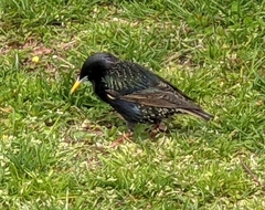Sturnus vulgaris