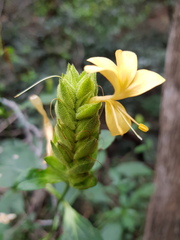 Barleria crossandriformis
