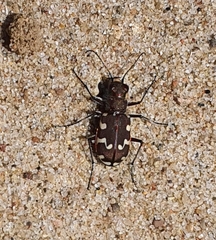 Cicindela maritima