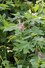 Monnina parasylvatica