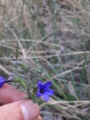 Lithodora
