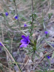 Lithodora
