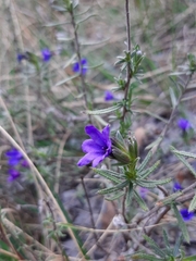 Lithodora