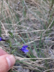 Lithodora
