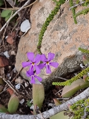 Jamesbrittenia microphylla