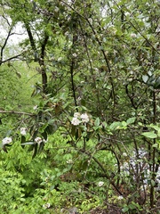 Viburnum × burkwoodii