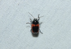 Cryptocephalus notatus