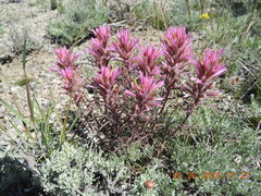 Castilleja angustifolia angustifolia