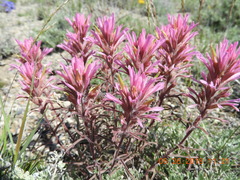 Castilleja angustifolia angustifolia