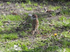 Passer montanus