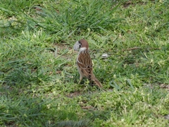 Passer montanus