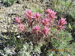Castilleja angustifolia angustifolia