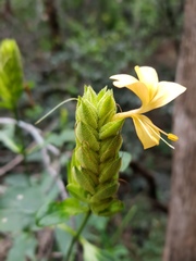 Barleria crossandriformis