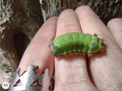 Acharia bonaerensis